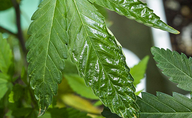 Признаки появления оранжерейного клеща Глянцевый скручивающийся лист конопли