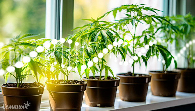 Разведение конопли и сохранение генетики в домашних условиях Разведение конопли в условиях дома: сохранение генетики
