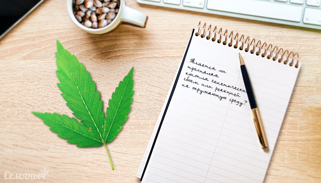 Особенность: трехпалые листья Необычные трехпалые листья