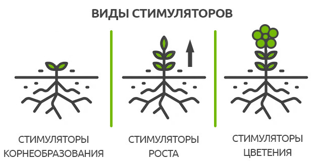 Виды стимуляторов для рассады Стимуляторы для корнеобразования, роста и цветения