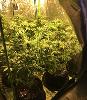 Изменение светового режима Кусты Jack 47 Auto в гроутенте