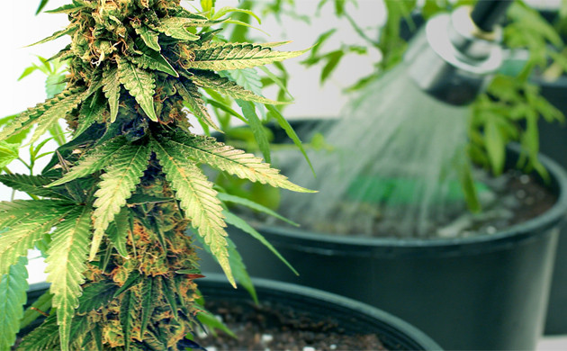 Промывка марихуаны Промывка конопли