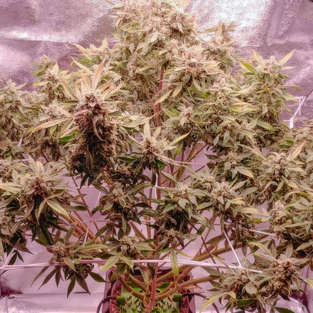 Промывка перед сбором урожая Куст Auto Orange Bud от Dutch Passion на последней неделе выращивания