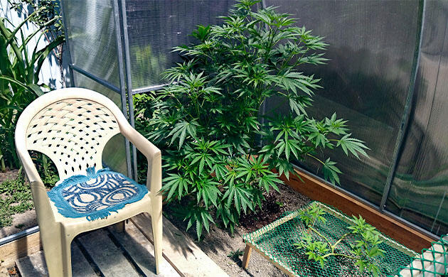 Защита каннабиса от вредителей после обнаружения клеща Каннабис после крайнего топпинга с 32 макушками