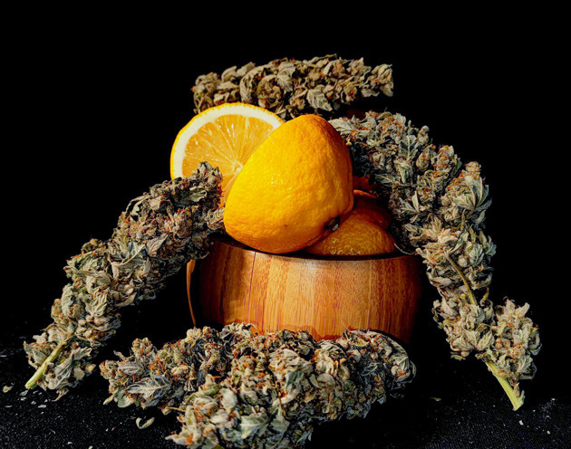 Оценка готовности растения к уборке Lemon Citron Срубка куста после цветения Lemon Citron