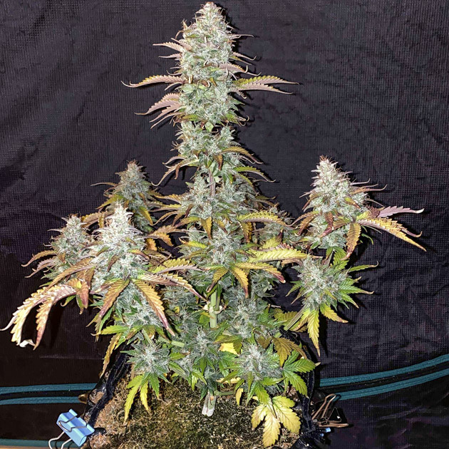 Подготовка к харвесту Созревший куст Six Shoote