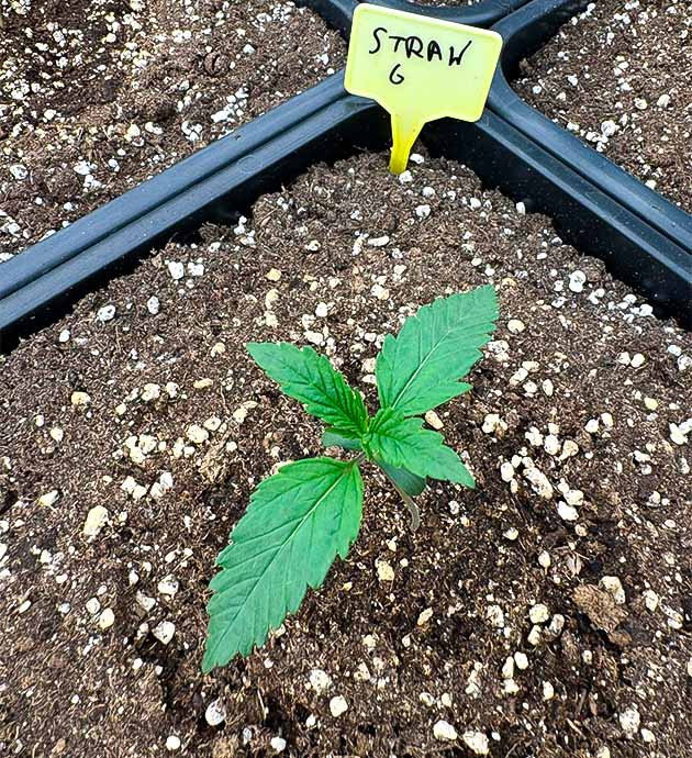 Проращивание семени и первый полив Росток Strawberry Gorilla Auto от FastBuds на 1 неделе