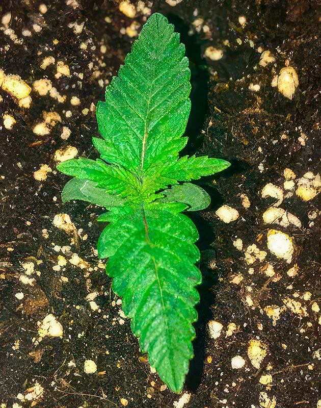 Полив каннабиса Росток сорта конопли Scout Cookies Auto