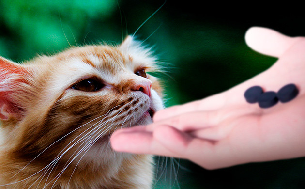 Адсорбирование попавшие в организм каннабиноиды Применение активированного угля при легком отправлении питомца