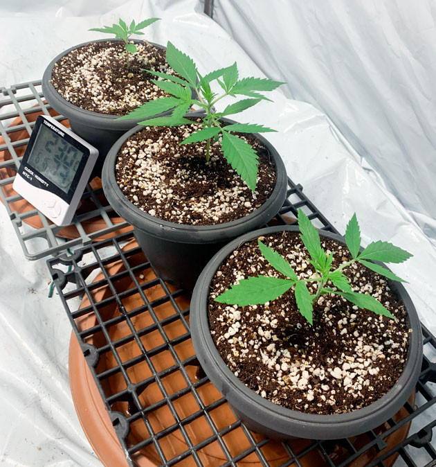 Пересадка в горшки Растишки Gorilla Auto от сидбанка Семяныч ростом 15 см