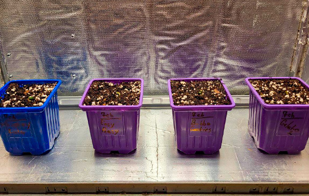 Корнеобразование марихуаны 1 неделя роста конопли