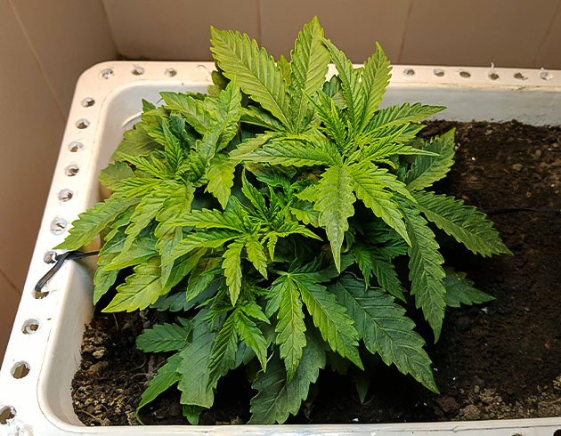 Стимуляция роста куста Johnny Cage Auto Выращивание сорта Johnny Cage Auto