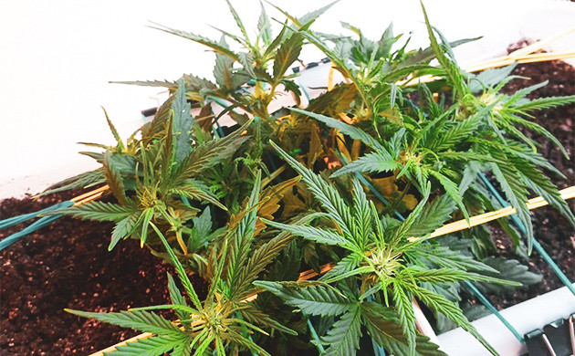 Начачало цветения куста Появление бутонов на кусте каннабиса