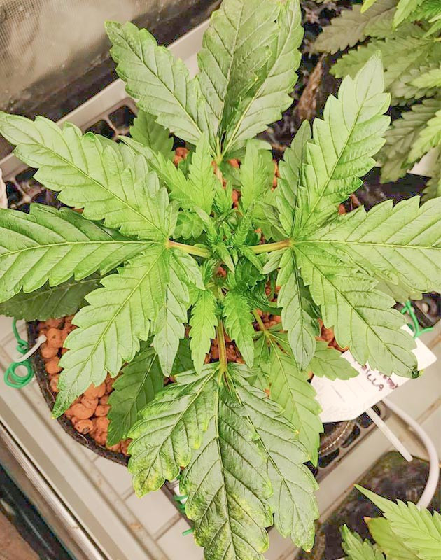 Применение топпинга для Strawberry Gorilla Auto Strawberry Gorilla Auto: топпинг на 24-й день