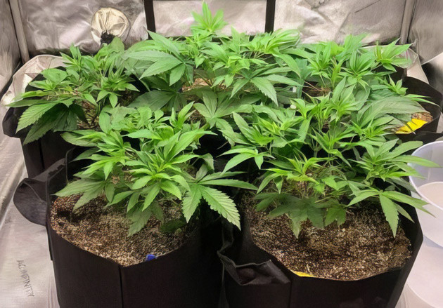 Увеличение дозировки удобрений Активный рост конопли на 5 неделе