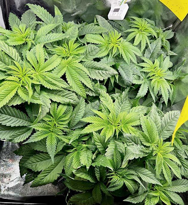 Кусты ростом 40 сантиметров Кусты RS11 x Banana OG на 5 неделе развития