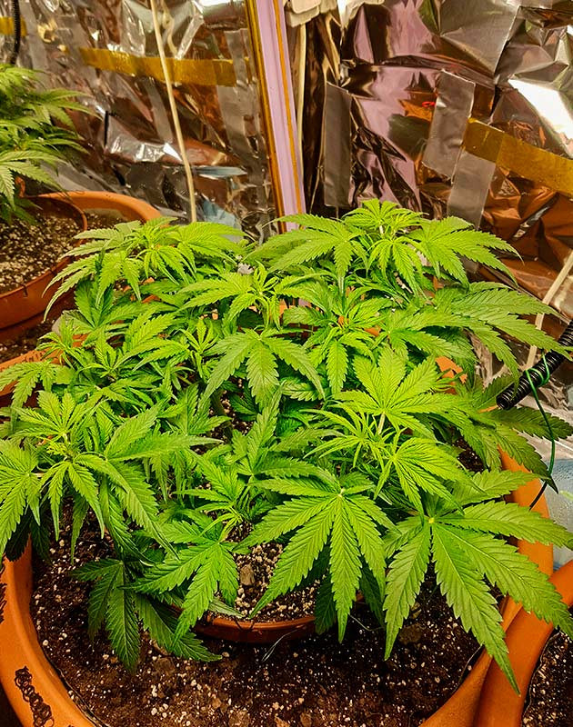 Низкострессовая тренировка и дефолиация Zkittlez Auto Тренировка растения Zkittlez Auto