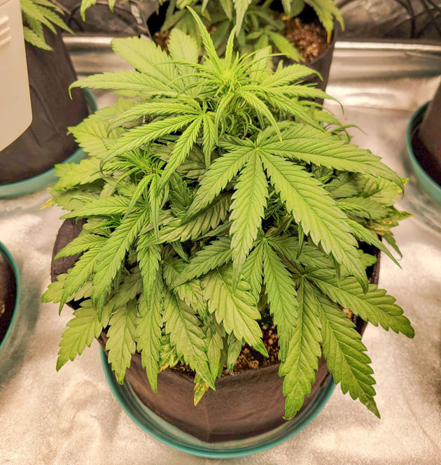 Рост и преодоление стрессовых моментов Ztrawberriez Auto Стимуляция цветения сорта Ztrawberriez Auto