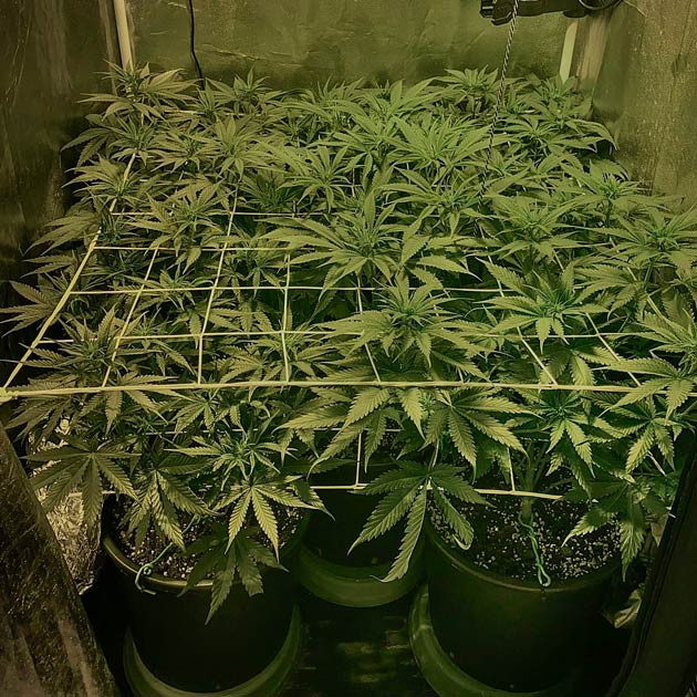 Активный рост марихуаны Конопля ростом 50 см