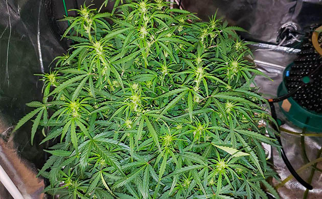 Старт цветения на 7 неделе Появление соцветий с белыми волосками