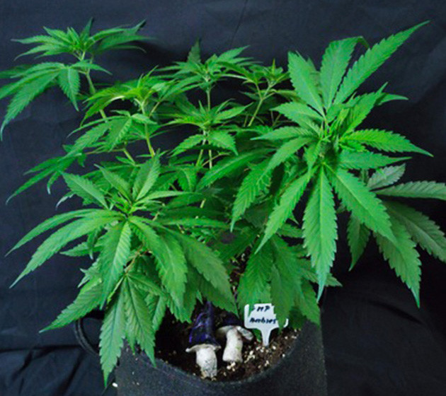 Перевод растений на стадию цветения Куст высотой 35 см