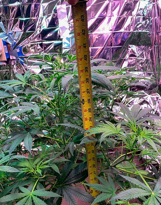 Добавление органических удобрений для улучшения аромата конопли Формирование бутонов на 9 неделе