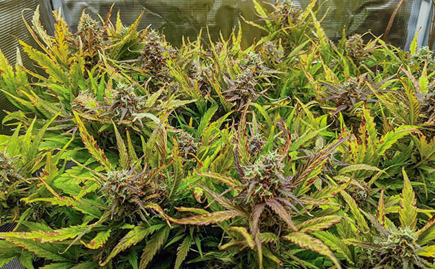 Ожоги на макушках листьев Коричневые пятна на листьях конопли