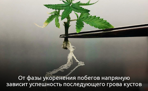 Специальная среда для развития корневой системы Укоренение побегов