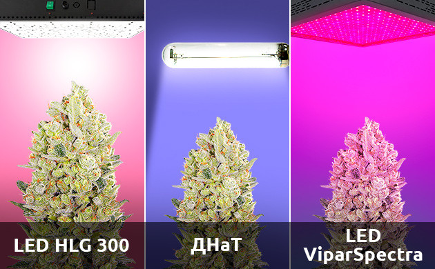 Сравнение ДНаТ и LED светильников Выращивание конопли под разным освещением