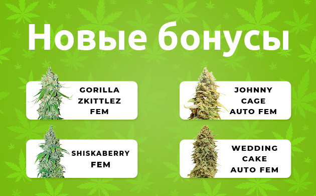 Бесплатные бонусные семена Четыре новых бонусных семени
