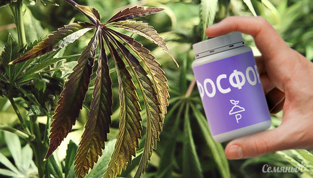 Нехватка фосфора у конопли Дефицит фосфора у конопли