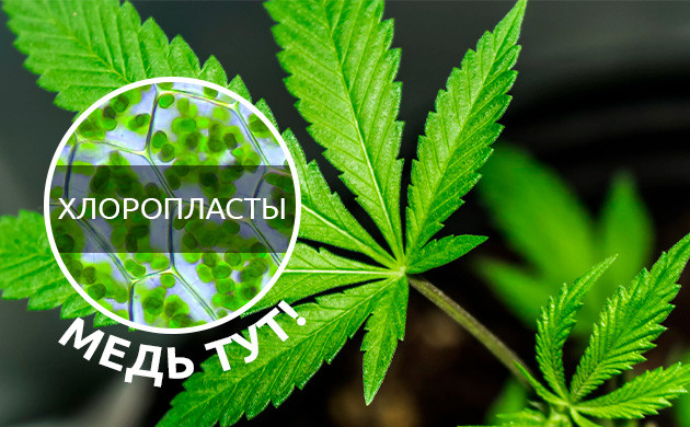 Значение меди для каннабиса Важность меди для конопли