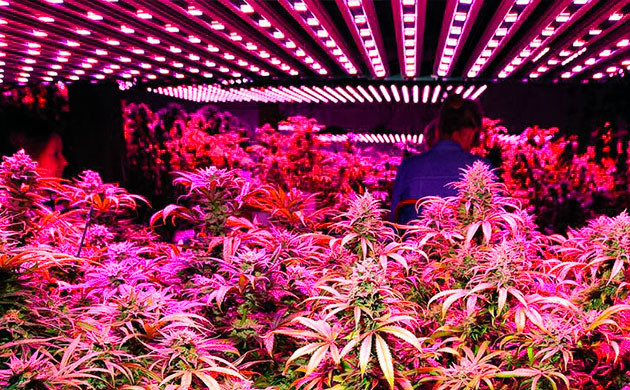 Новшества в технологиях освещения конопли Развитие технологий ламп для марихуаны