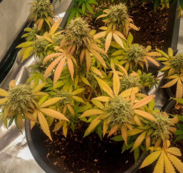 Подготовка к харвесту Окрашивание конопли в красный цвет