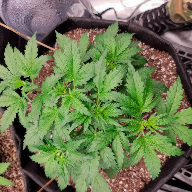 Регулировка pH и полив марихуаны Куст Hellfire OG Auto на 4 неделе выращивания