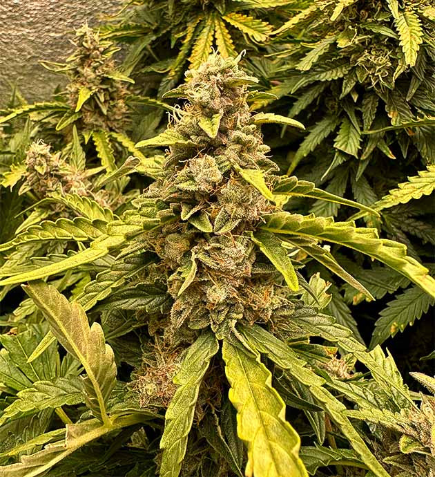 Приступил к промывке марихуаны Рост шишек конопли