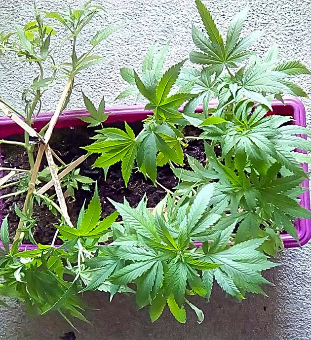 Переход Eleven Roses на цветение Eleven Roses: подготовка к формированию соцветий