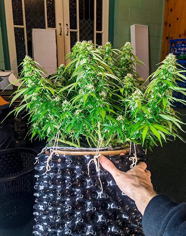 Перевод на цветение растения Gorilla Glue Auto Стимуляция цветения сорта Gorilla Glue Auto