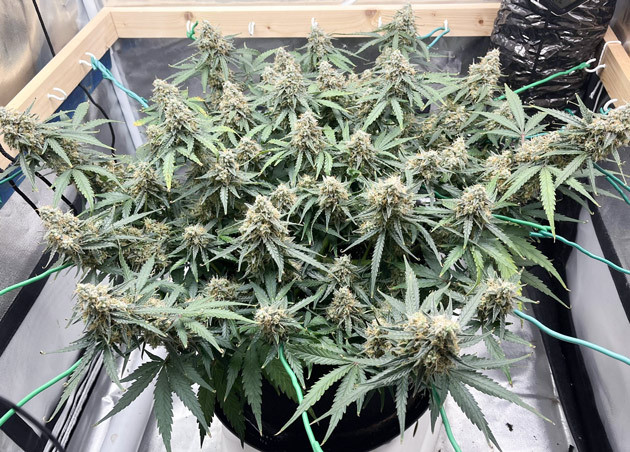 Готовый к харвесту куст Titan F1 Auto Titan F1 Auto в конце цветения