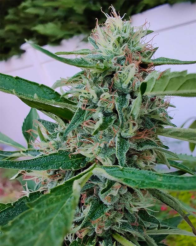 Wedding Gelato дневник по выращиванию Подготовка к харвесту Wedding Gelato