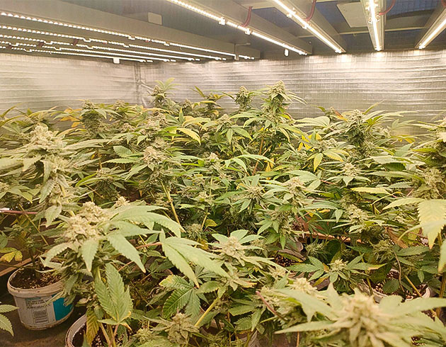 Предхарвестная обрезка и промывка Подготовка к харвесту Godzilla Glue #4