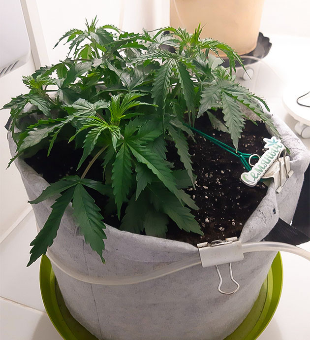 Увеличение времени аэрации Растяжка веток Bruce Banner Auto