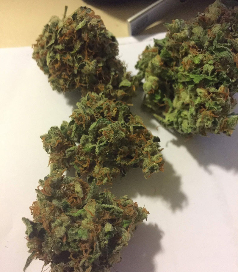 Собранный урожай Шишки сорта LSD