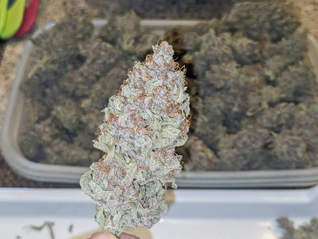 Сушка Bruce Banner Auto вниз головой Итоги выращивания Bruce Banner Auto