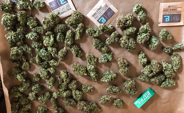 Урожай марихуаны в выращенный небольшом гроубоксе Урожай конопли в выращенный небольшом гроубоксе