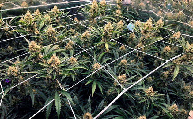 Промывка конопли перед харвестом Пожелтевшие шишки на кусте