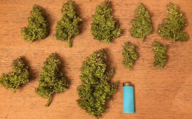 Полученный урожай Собранные шишки Gorilla Glue Auto