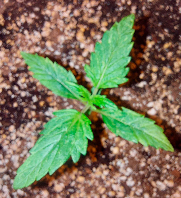 Проращивание марихуаны Росток сорта Auto White Widow