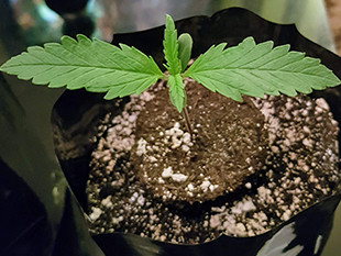 Росток марихуаны Crime Caramel Auto