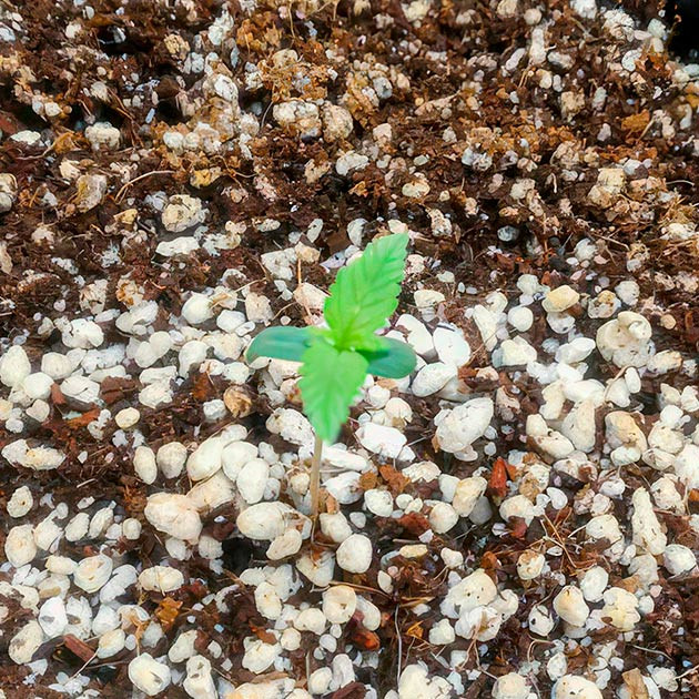 Проращивание Alpha 21 Проращивание семян конопли Alpha 21